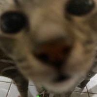 Lito Repolyo (@litoreps) 's Twitter Profile