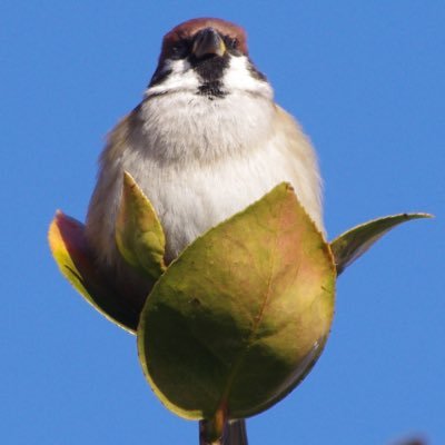 中野さとる Profile