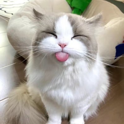 Follow for daily cute content 😺🩶