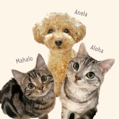 アメショとトイプー3兄弟⸜♡⸝🐈‍⬛アロハ(3歳)と🐩アネラ(2歳)と🐈マハロ(1歳) ですˎˊ˗ 犬好きさん猫好きさんと仲良くしてください🥹✨お仕事のご依頼は @anicas_jp までお願いします📩🙇‍♀️✨