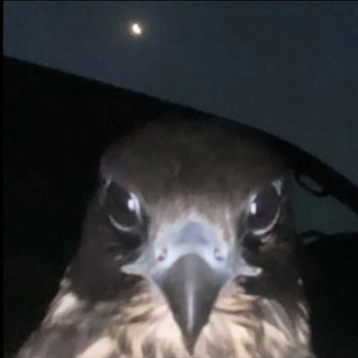 ShoogZaid's profile picture. ﴿وما كان اللَّهُ مُعَذِّبَهُم وَهم يَستَغفِرُون﴾