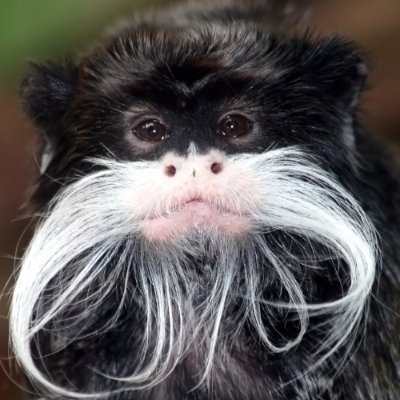 whiskerchimp Profile Picture