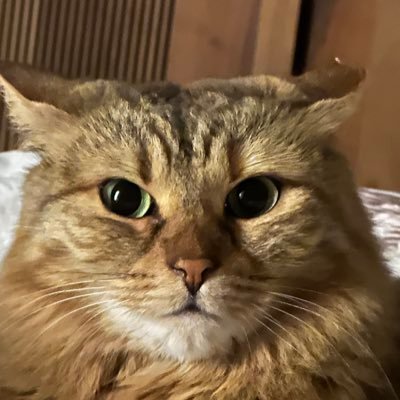 akgol_oguzhan's profile picture. 