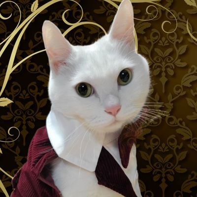 おれ、スピカ。6月生まれの真珠星🌟 @AtelierCOMETの #スピカ王子 こと #スピカ店長 👔 気まぐれ重役出勤🐾1日3食ちゅーる(お昼寝付)で毎日大忙しなのにゃ🐈💨💨気が向いたら相手してやるにゃ🐾💥💥  #看板白猫スピカ
