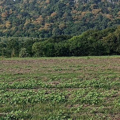 lomogobee's profile picture. shankz