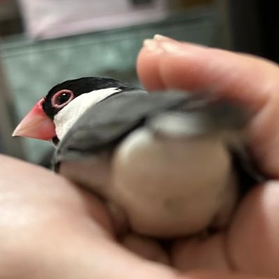 ぽっぽこさんのプロフィール画像