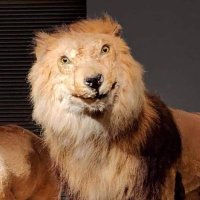 El Karẽ (@cachoelkare) 's Twitter Profile