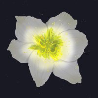 nipo (@poniiyaa) 's Twitter Profile