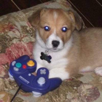 rrachellis's profile picture. She/her. Theatre tech. Simulation game enthusiast. Dog lover. Kind of fun at parties.