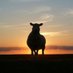 ruminations of a black sheep (@black58167) Twitter profile photo ruminations of a black sheep (@black58167) Twitter profile photo