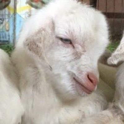 asligungorduu's profile picture. 