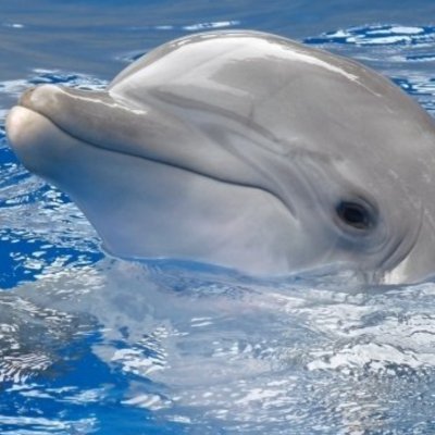 Flipper2025's profile picture. Completely normal.

I usually don't respond to DMs, so please don't be offended if I don't respond.