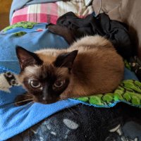 CatDaddyGamer (@catdaddyvgc) 's Twitter Profile