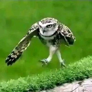 PhoenixPegasus8's profile picture. https://t.co/s3gnSp52Ar