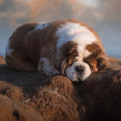 endurance runner | on a quest to be thinner, run faster, be smarter, be stronger, be better; a slobbery st. bernard in a big world