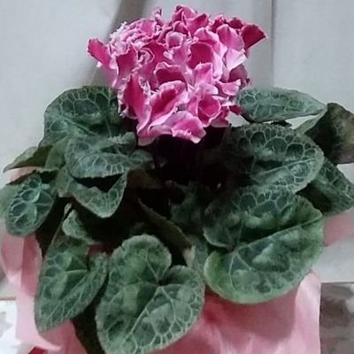 Tomokkomochi's profile picture. 心赴くままに綴る夜行性人間｡(_ _)
羽生結弦選手と岩永徹也さんと劇団おぼんろと末原拓馬さんとその作品が大好き｡
その他舞台俳優さんも応援しています｡
美しい言葉と心を持ち有言実行する人を尊敬しています｡