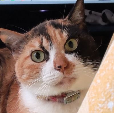 NYIYK3DEwt62390's profile picture. ゆるく行きたい