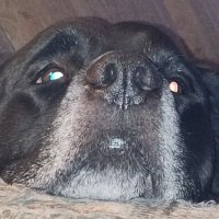 Sean Robert Long (@seanresists) 's Twitter Profile