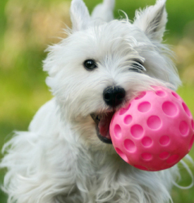 Canine Dimensions in-home dog training company specializes in behavior modification, problem solving and obedience training. We train puppies 8 weeks and older