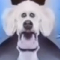 shitpost do dia (@shitpostagemm) 's Twitter Profile Photo shitpost do dia (@shitpostagemm) 's Twitter Profile Photo