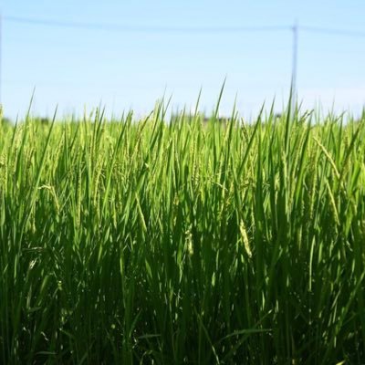 デザイナーと趣味でカメラ / 成人済み アイナナマネージャー、シャニP、やってます。ハイキューのオタク。雑多アカウントです!