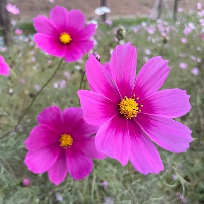 suvera_han's profile picture. 