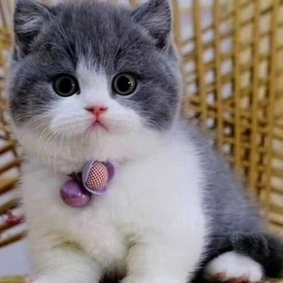 Lilaloli01's profile picture. 😭