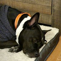 Dante (@dantesdominion) Twitter profile photo