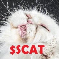SMELLY CAT (@smellycat69420) 's Twitter Profile