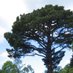 Monterey Pine (@TraderJay5) Twitter profile photo