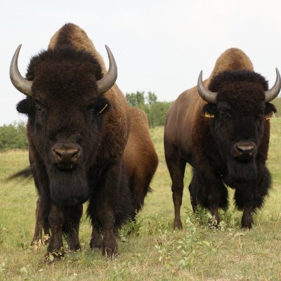 Regenerative Pure Plains Bison ranch in Northern Aspen Parkland Ecosystem. DNA tested breeding herd.  Adaptive Multi Paddock grazing management.