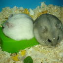 debra baines - @debrabaines - Twitter