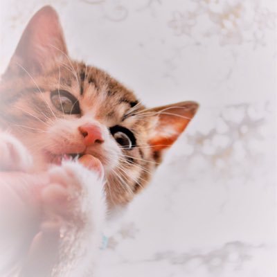 applique_cat Profile Picture