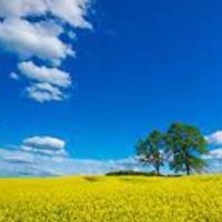 Frank Wang (@pandaking848) 's Twitter Profile