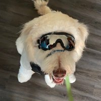 JPitsMe (@doggydad7) 's Twitter Profile Photo