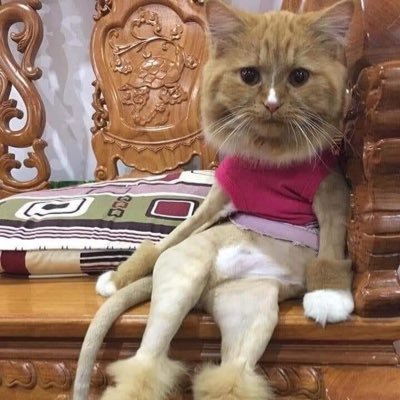 salmonberrypie_'s profile picture. akan ku curi semua meme di twitter