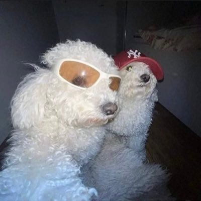 찹 메인트봐주세요さんのプロフィール画像