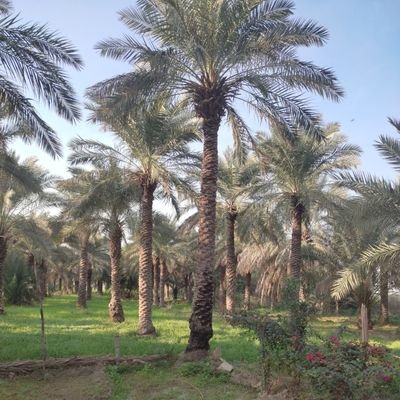 جوان انقلابی/ فعال رسانهای/از دیار ایثار و مقاومت/ تویت کردن به زبان عربی و فارسی