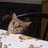 annazecchini's profile image