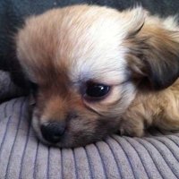 Infinitus (@infinituscs) 's Twitter Profile