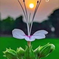 Manitomba S (@singhs14645) 's Twitter Profile