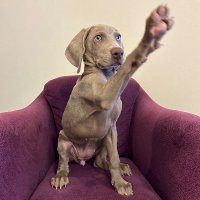 ワイマラナーのエピ🐶(@epi_the_weim) 's Twitter Profile Photo