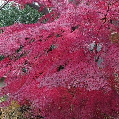 趣味 / 音楽ファン / DJ / ツイートは敬称略でお送りしております