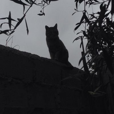 NinjaKonoha15's profile picture. shib*l