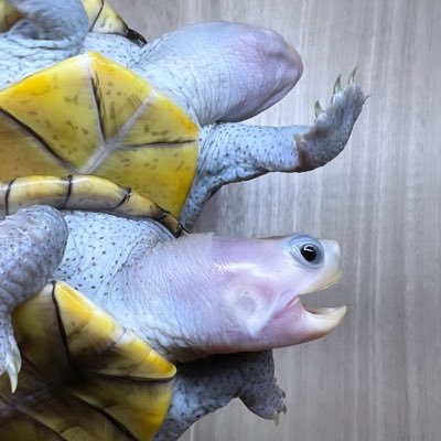 #ダイヤモンドバックテラピン #DiamondbackTerrapin