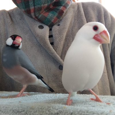 不惑はとうに過ぎても日々迷走。体のあちこち心もたゆたう毎日。
文鳥が大好き。星野源さん、こだまさん、読書、雑貨、コーヒー、
あんこ、柴犬、猫、子どもたちが伝えてくる何気ないことばも好き。今はただ平穏に暮らしたい。