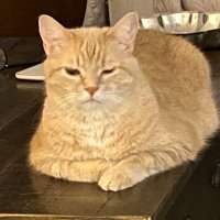 Mean Mr. Mustard (@ravencallin) 's Twitter Profile Photo Mean Mr. Mustard (@ravencallin) 's Twitter Profile Photo