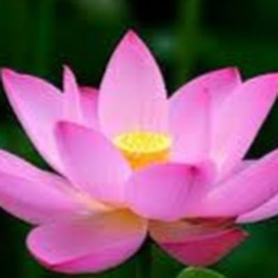 taiNguyen515256's profile picture. 