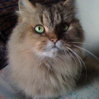 ガンジーキャット日本一🇯🇵✌️☝️🧡