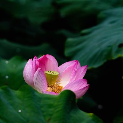 写真撮影が趣味です。写真は花や自然風景が中心。家ではビールと日本酒飲んでます。酔っぱらいながら読書もしますが記憶に残りません。Amazonアソシエイトプログラムの参加者です。よろしくお願いします。